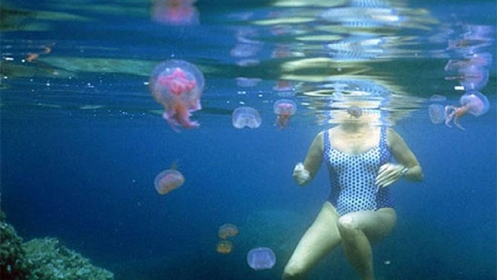 Σε περίπτωση που σας τσιμπήσει τσούχτρα – Βήμα-βήμα για αντιμετωπίσετε την δυσάρεστη έκπληξη